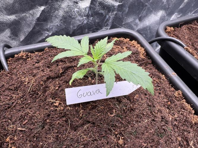 Grow #3 Fastbuds + Mephisto. Week 2 - Day 10