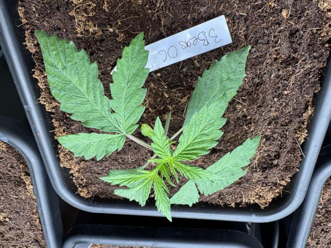 Grow #3 Fastbuds + Mephisto. Week 2 - Day 10