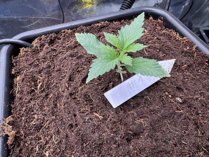 Grow #3 Fastbuds + Mephisto. Week 2 - Day 10