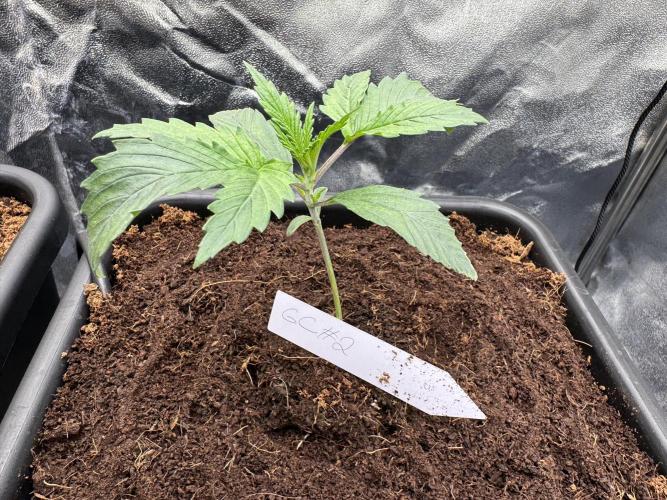 Grow #3 Fastbuds + Mephisto. Week 2 - Day 10