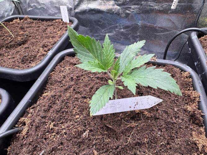 Grow #3 Fastbuds + Mephisto. Week 2 - Day 10