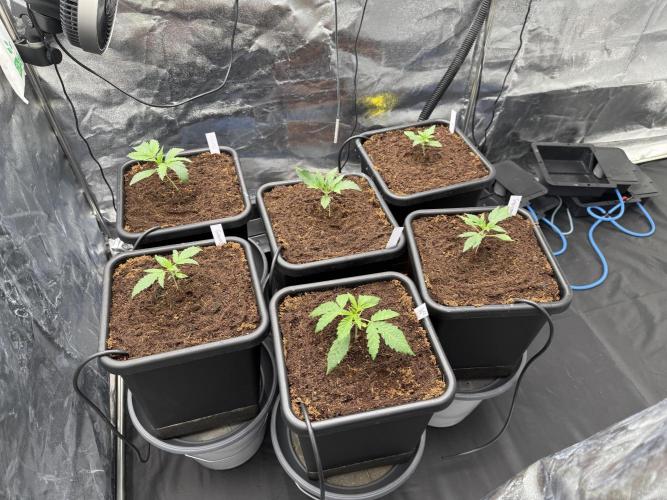 Grow #3 Fastbuds + Mephisto. Week 2 - Day 10