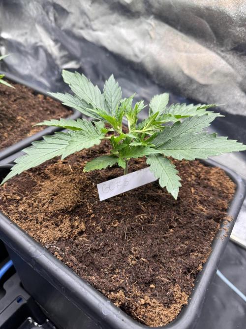 Grow #3 Fastbuds + Mephisto. Week 2 - Day 14