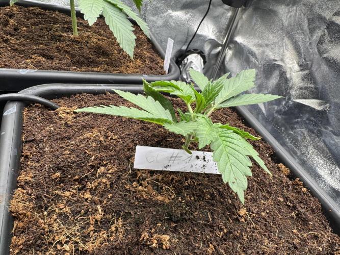 Grow #3 Fastbuds + Mephisto. Week 2 - Day 14