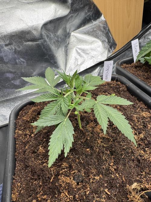 Grow #3 Fastbuds + Mephisto. Week 2 - Day 14