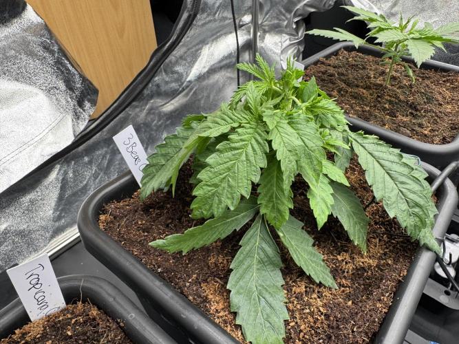 Grow #3 Fastbuds + Mephisto. Week 2 - Day 14