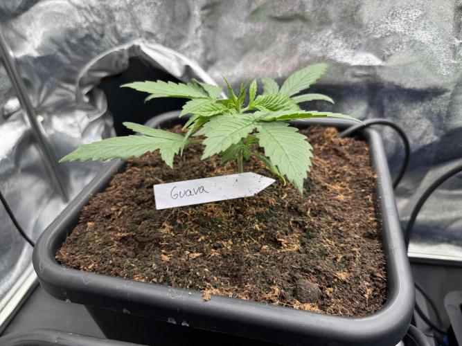 Grow #3 Fastbuds + Mephisto. Week 2 - Day 14