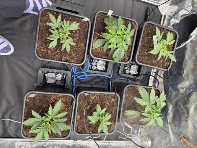 Grow #3 Fastbuds + Mephisto. Week 2 - Day 14