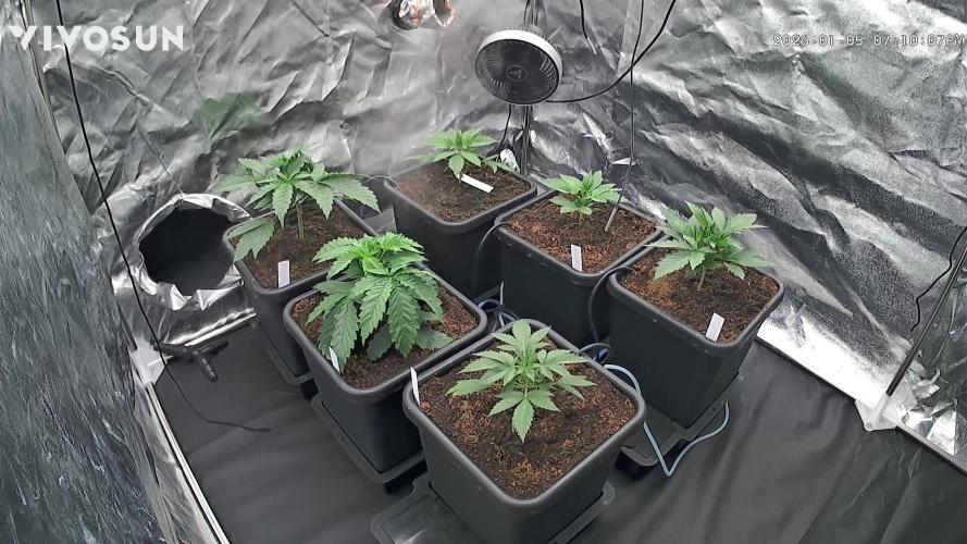 Grow #3 Fastbuds + Mephisto. Week 3