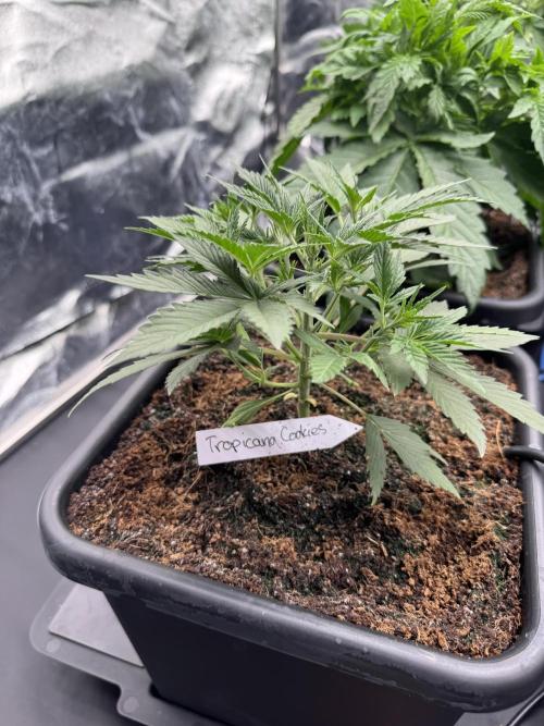 Grow #3 Fastbuds + Mephisto. Week 3