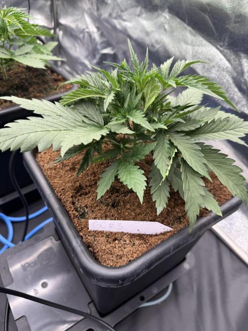 Grow #3 Fastbuds + Mephisto. Week 3