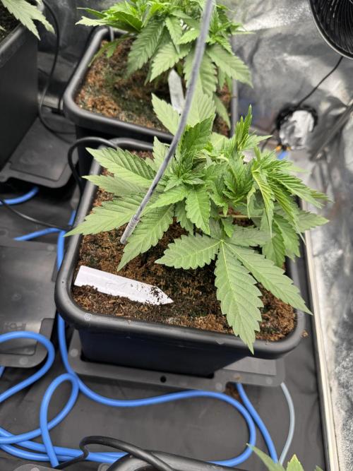 Grow #3 Fastbuds + Mephisto. Week 3