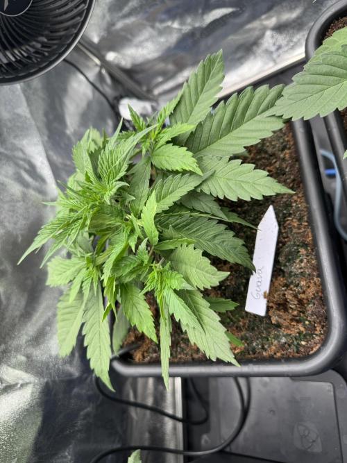 Grow #3 Fastbuds + Mephisto. Week 3