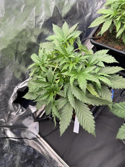 Grow #3 Fastbuds + Mephisto. Week 3