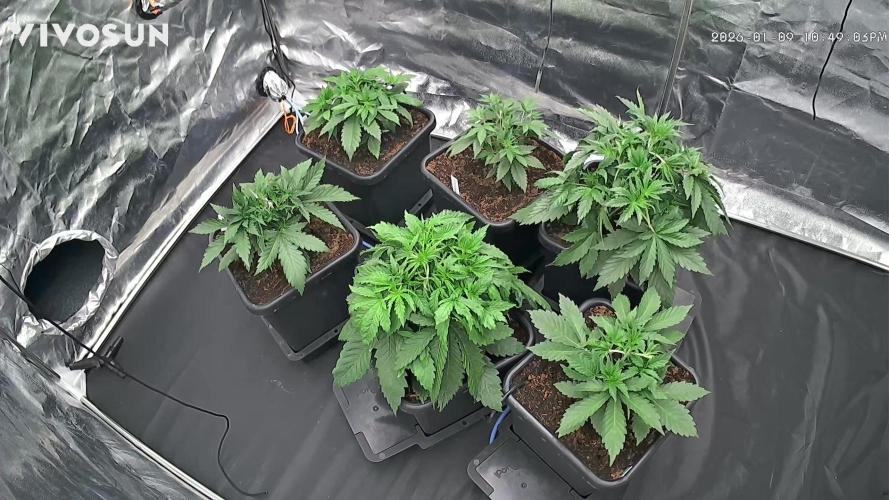 Grow #3 Fastbuds + Mephisto. Week 3