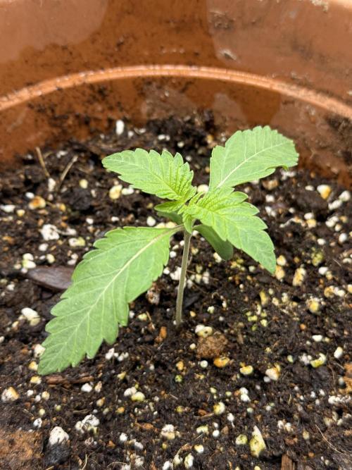 We are starting. Week 1