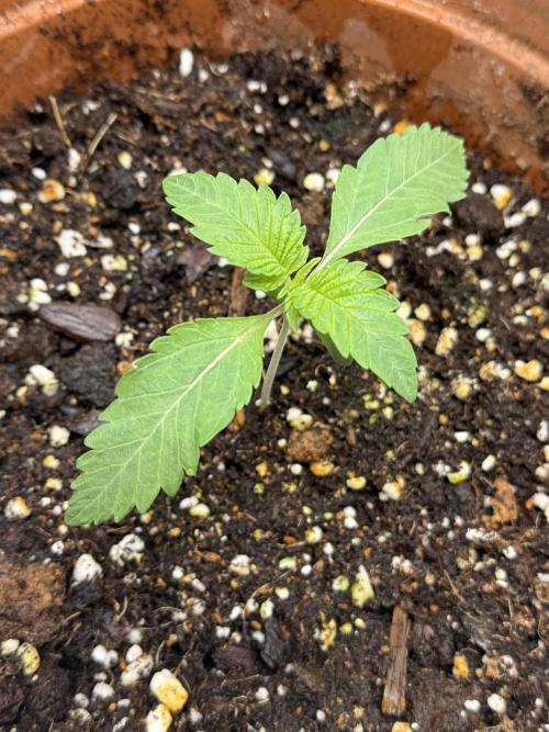 We are starting. Week 1