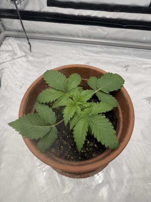 We are starting. Week 2