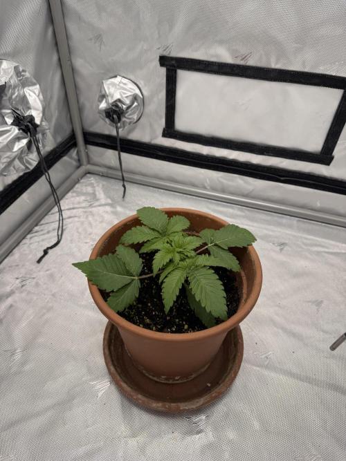 We are starting. Week 2