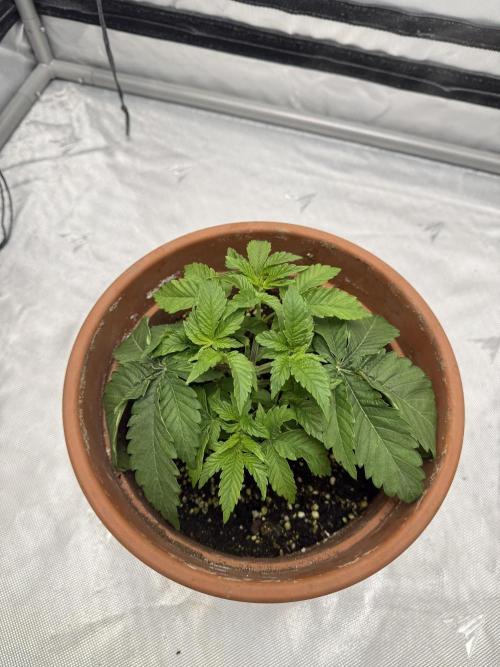 We are starting. Week 3