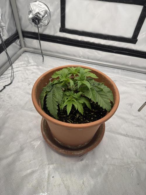 We are starting. Week 3