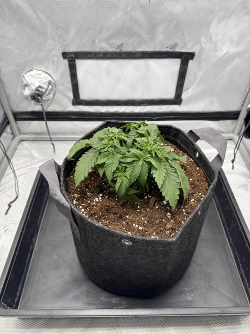 We are starting. Week 4