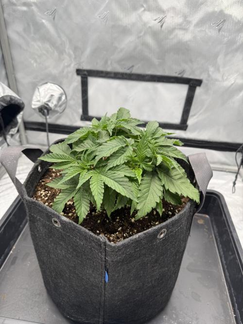 We are starting. Week 4