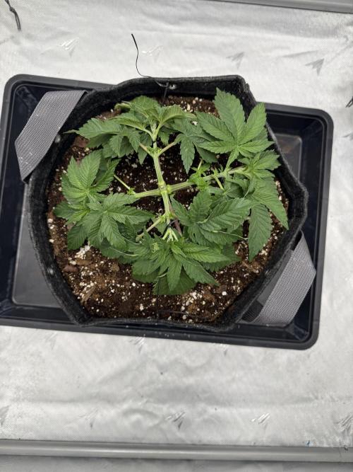We are starting. Week 4