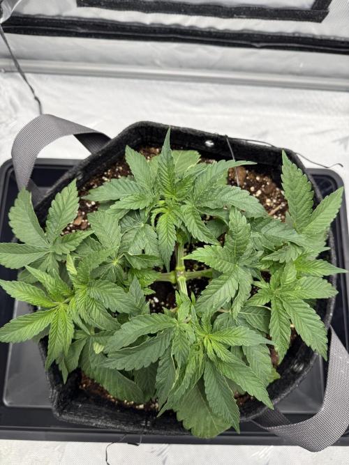 We are starting. Week 4