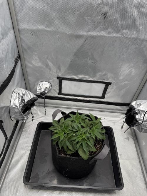 We are starting. Week 4