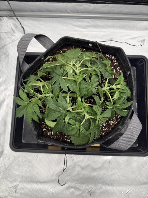 We are starting. Week 5 - Day 30