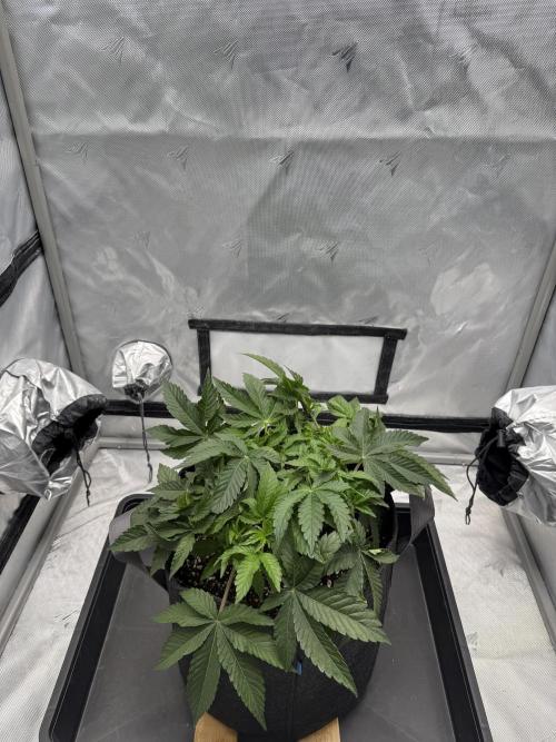 We are starting. Week 5 - Day 35