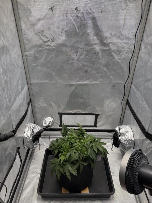 We are starting. Week 5 - Day 35