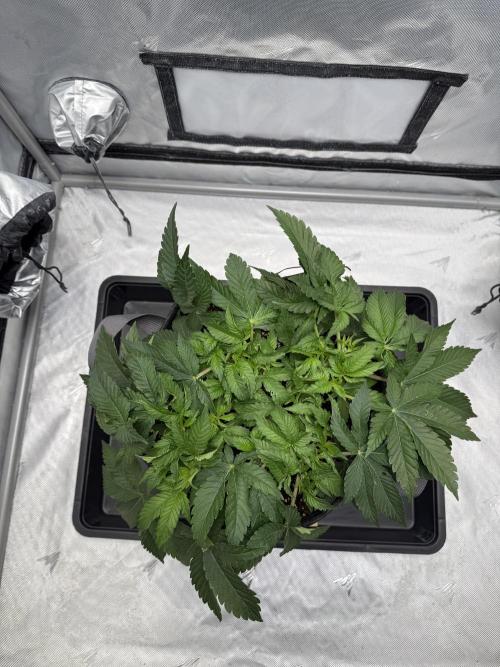 We are starting. Week 5 - Day 35