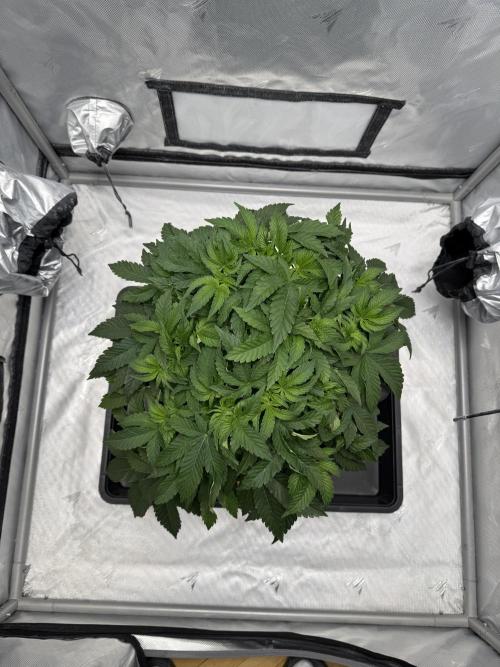 We are starting. Week 6 - Day 42/26cm