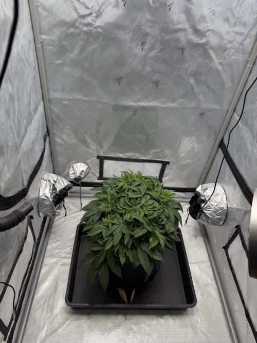 We are starting. Week 6 - Day 42/26cm