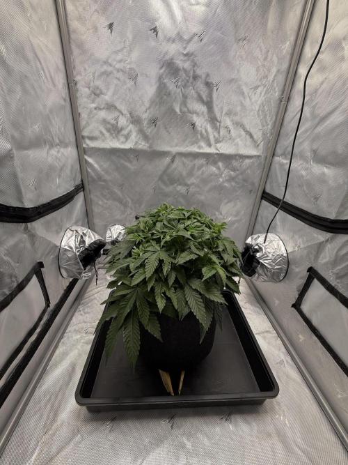 We are starting. Week 6 - Day42 / 26cm