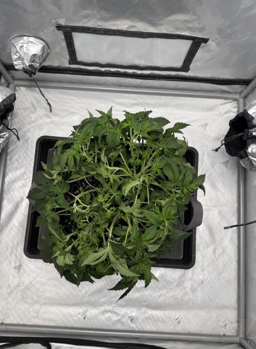 We are starting. Week 6 - Day42