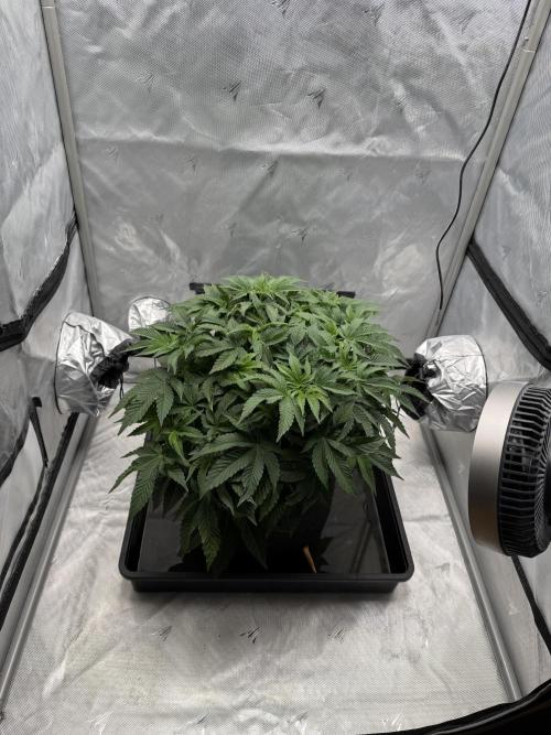 We are starting. Week 7 - Day 49/29cm