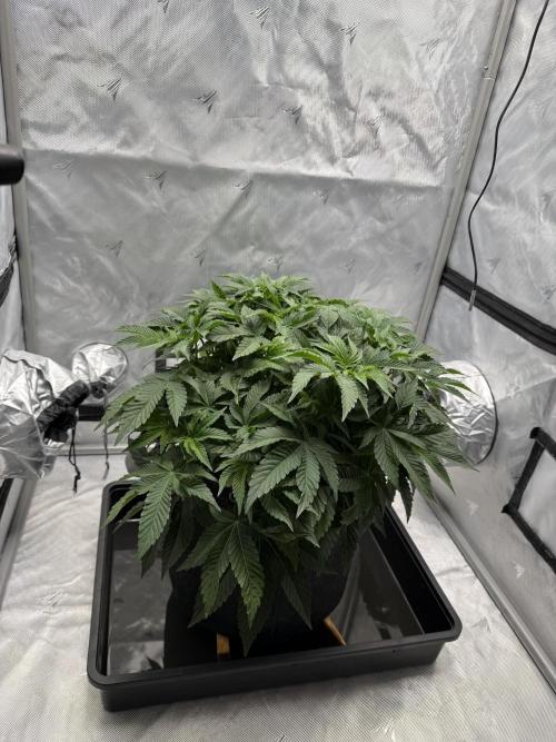 We are starting. Week 7 - Day 49/29cm