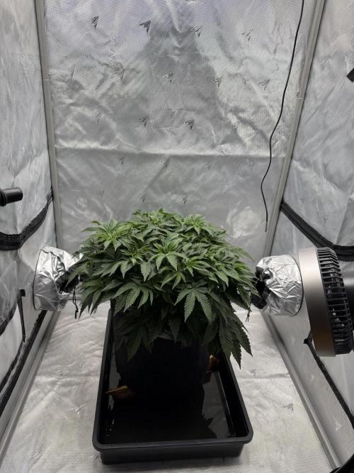 We are starting. Week 7 - Day 49/29cm