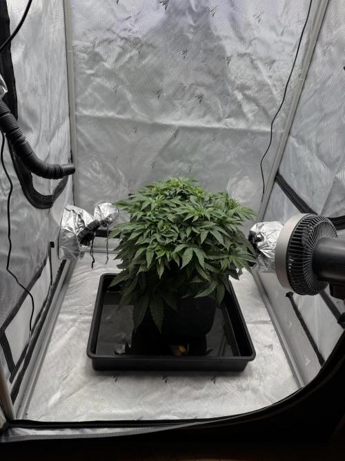 We are starting. Week 7 - Day 49/29cm