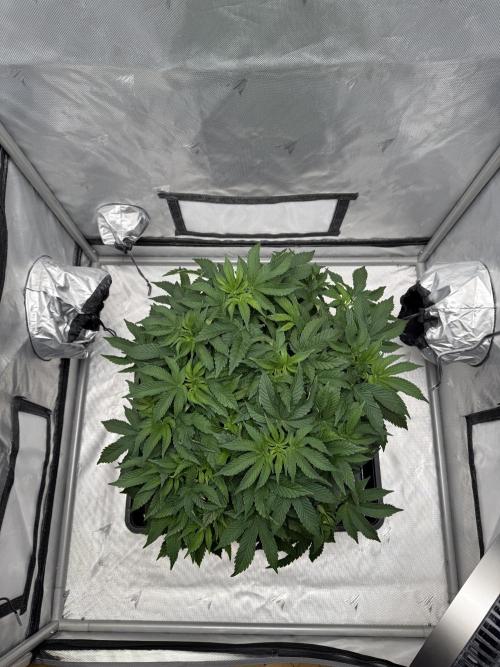 We are starting. Week 7 - Day 49/29cm
