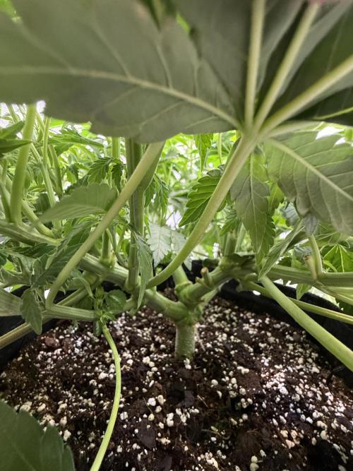 We are starting. Week 7 - Day 49/29cm