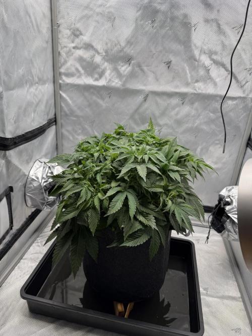 We are starting. Week 7 - Day 49/29cm
