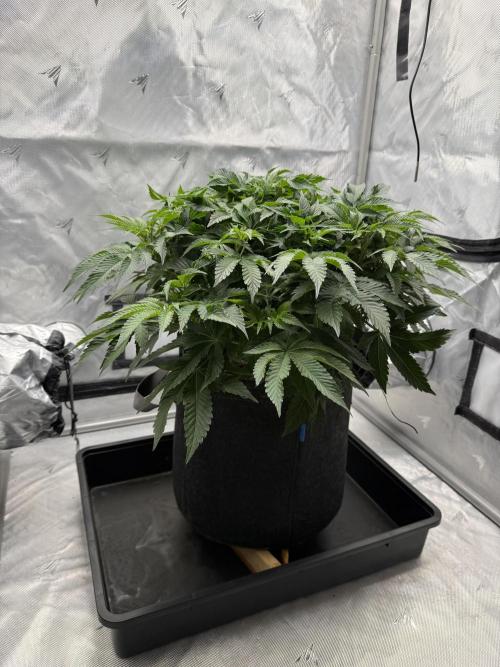We are starting. Week 8 - Day 56/36cm - flip 12/12
