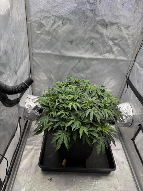 We are starting. Week 8 - Day 56/36cm - flip 12/12