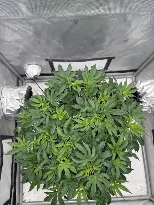 We are starting. Week 8 - Day 56/36cm - flip 12/12