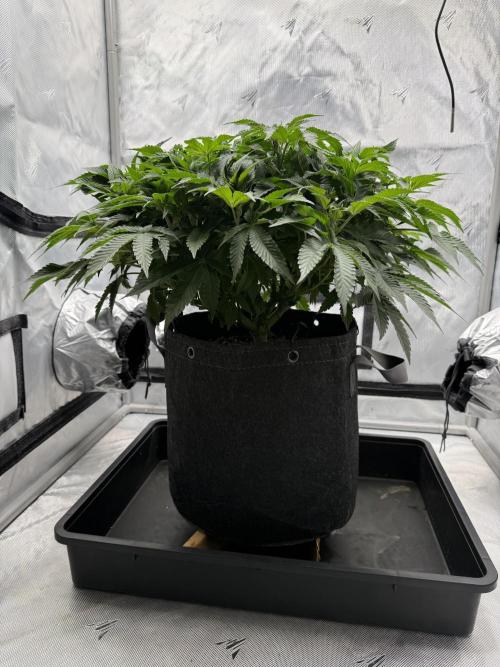 We are starting. Week 8 - Day 56/36cm - flip 12/12