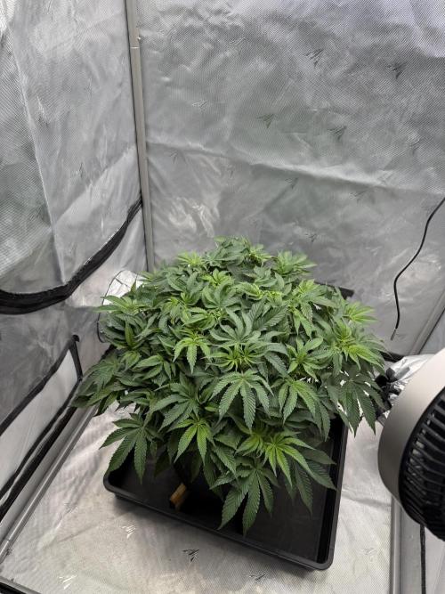We are starting. Week 8 - Day 56/36cm - flip 12/12